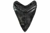 Fossil Megalodon Tooth - South Carolina #153868-2